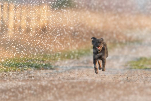 funny dog in sunny day, animals series