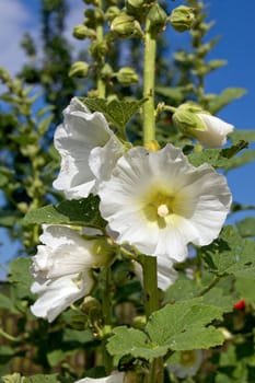 The bush mallow (Hibiscus syriacus), a magnificent flower gardens.