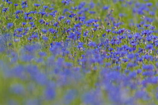 flowers as a colorful background, macro photo, nature series