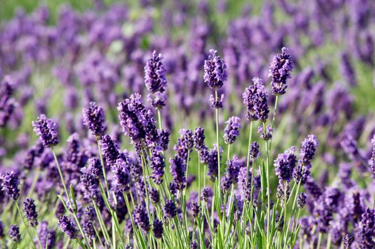 Spring, summer opening of lavender (Lavandula angustifolia).
