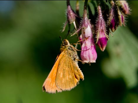 The large skipper (Ochlodes sylvanus) nettle flowers.