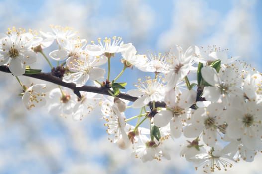 flowers as a colorful background, macro photo, nature series
