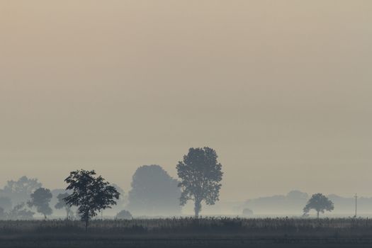 morning fog over a meadow, nature series