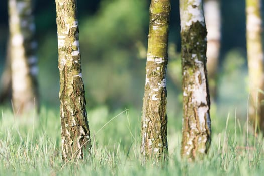 landscape of young grey forest with green trees, nature series