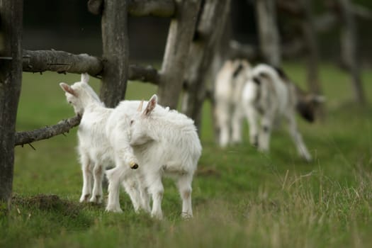 goat on summer pasture, nature series