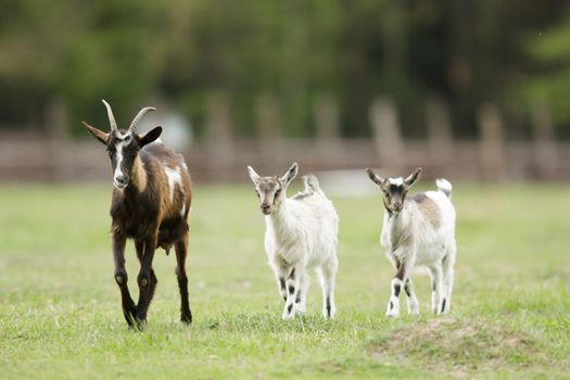 goat on summer pasture, nature series