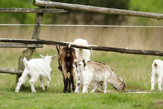 goat on summer pasture, nature series