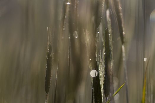 green spring grains, close up of yellow wheat ears on the field