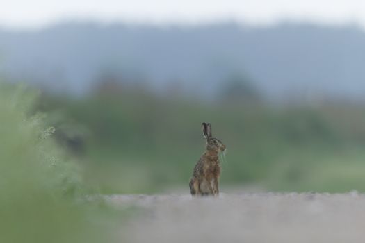 cute grey hare standing on the grass, nature series