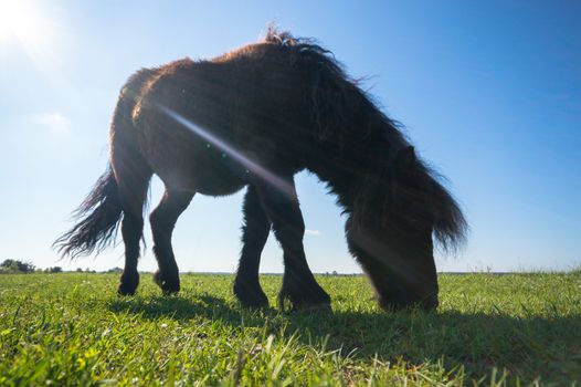 horse in a field, farm animals, nature series
