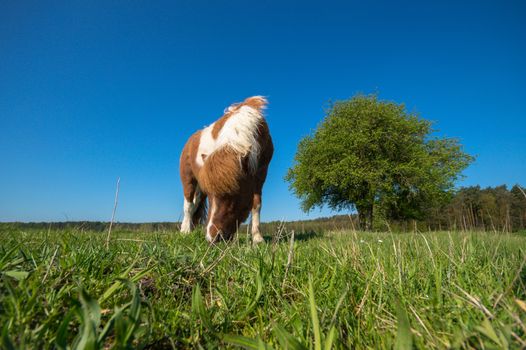 horse in a field, farm animals, nature series