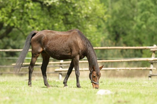 horse in a field, farm animals, nature series