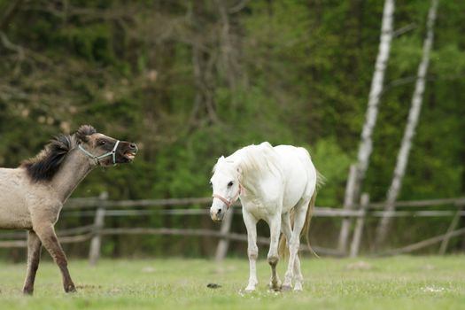 horse in a field, farm animals, nature series