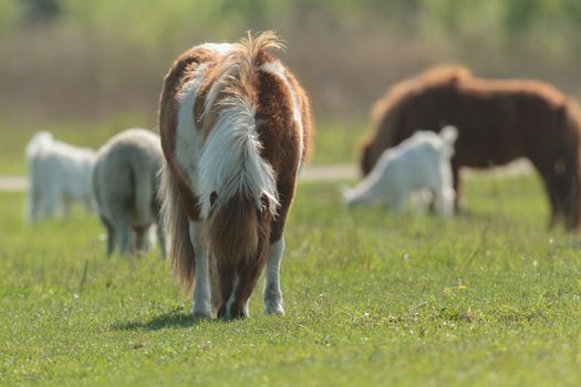 horse in a field, farm animals, nature series