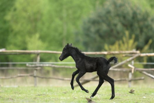 horse in a field, farm animals, nature series