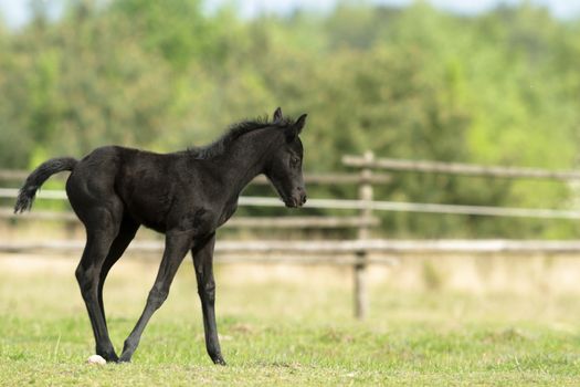 horse in a field, farm animals, nature series
