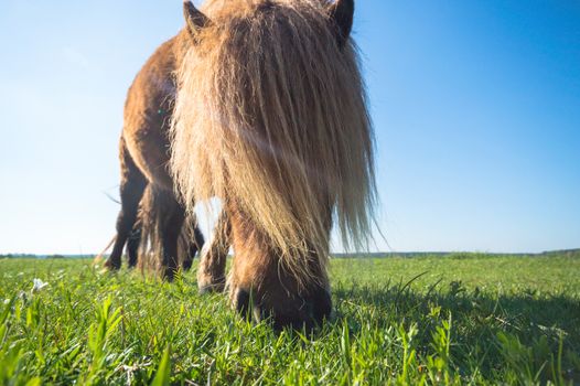 horse in a field, farm animals, nature series