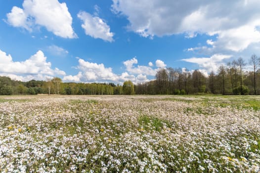 natural green colorful rural meadow, nature series