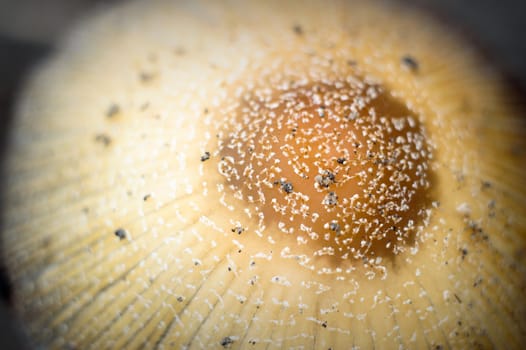 forest mushroom in moss after bir longtime rain
