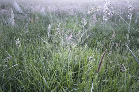 natural green colorful rural meadow, nature series