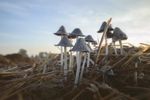forest mushroom after longtime rain, nature series