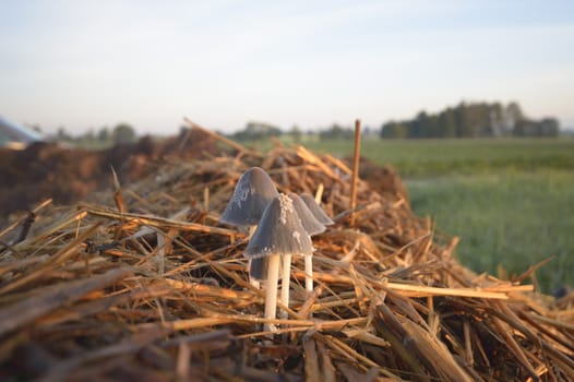 forest mushroom after longtime rain, nature series