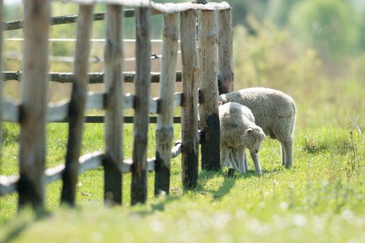 sheep on grass with blue sky, some looking at the camera