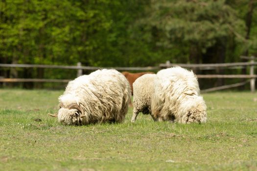sheep on grass with blue sky, some looking at the camera