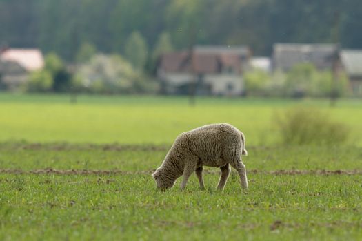 sheep on grass with blue sky, some looking at the camera
