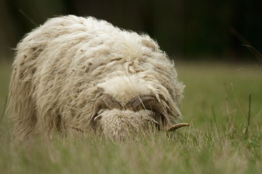 sheep on grass with blue sky, some looking at the camera