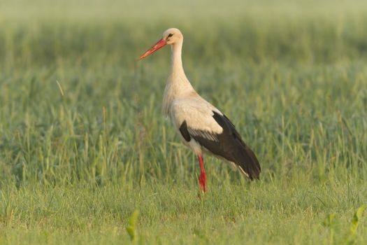 storks on green grass in sunny day, nature series
