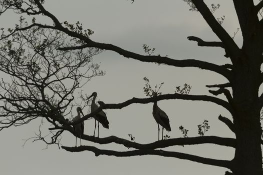 storks on green grass in sunny day, nature series