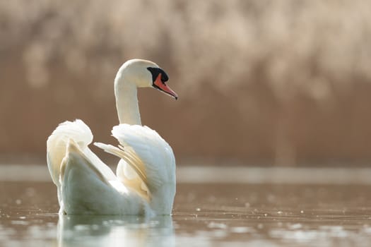 swan on blue lake in sunny day, swans on pond, nature series