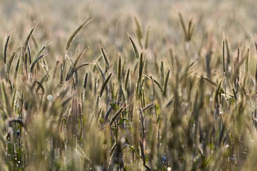 green spring grains, close up of yellow wheat ears on the field