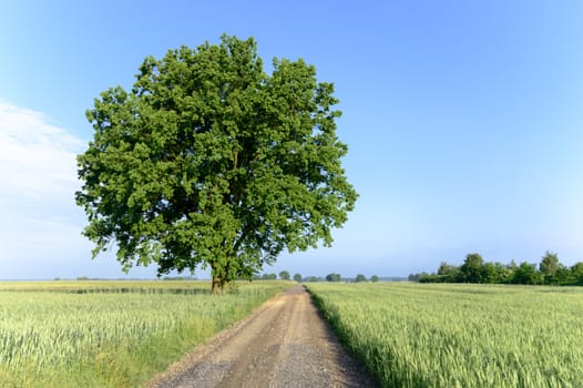 old big tree on color background with blue sky, nature series