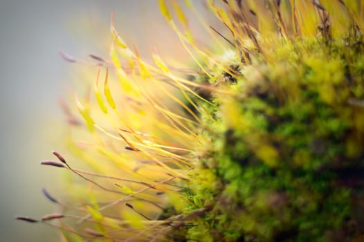 plants for natural background, nature series