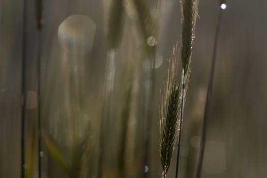 green spring grains, close up of yellow wheat ears on the field
