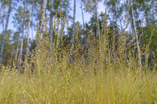 plants for natural background, nature series