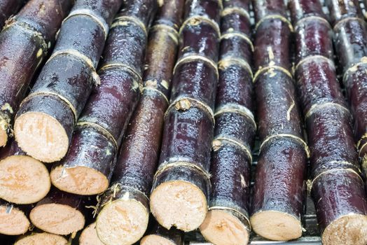 The close up of Taiwanese grilled sugarcane at food street night market in Taipei, Taiwan.