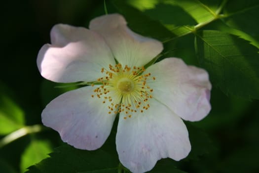 wild rose