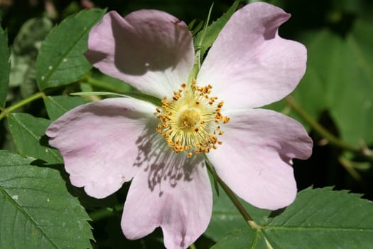 wild rose