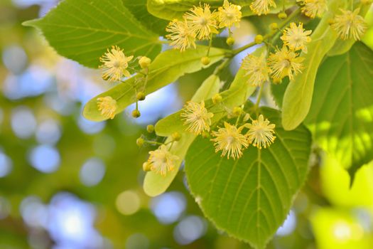 Linden flowers and linden tree in spring time