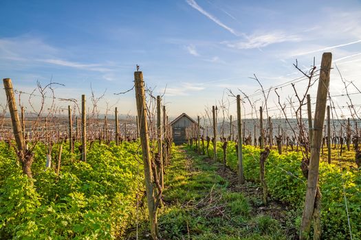 in the vineyard - view through the grapevines to a cabin