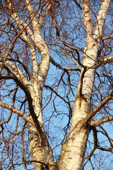 Birch tree with blue sky in background