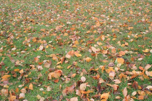 Autumn garden with birch leaves and green grass