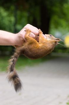 The photograph shows a squirrel sitting on a hand