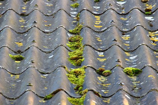 Worn cement fiber roof with different alga