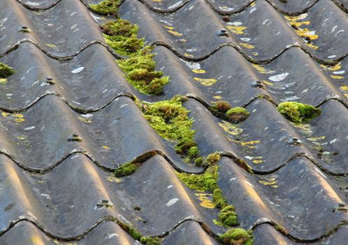 Worn cement fiber roof with different alga