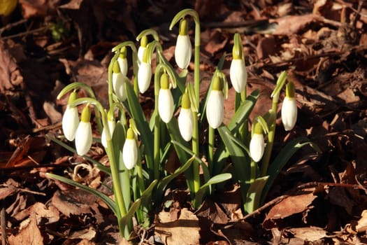 Bunch of common snowdrop in spring garden