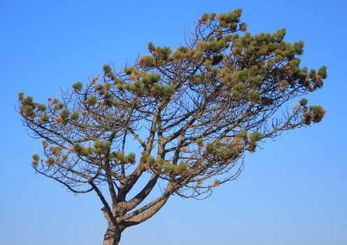 Isolated pinetree formed by the west vind